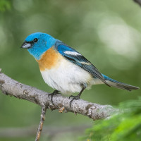 Lazuli Bunting